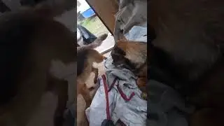 собакены😄