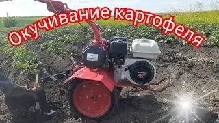 Окучивание картофеля мотоблоком 2021 год