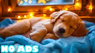 12 hours of soothing dog music | Reduce barking and calm anxious pets | Pets🌙 Night music for dogs