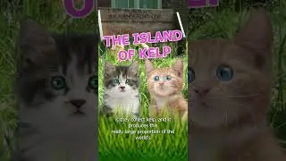 The Island Of Kelp #kittens #kelp