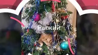 Кот Хулиган.