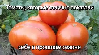 Томаты, которые показали отличные результаты в прошлом сезоне
