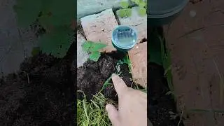 Устройство для отпугивания кротов, отзыв .