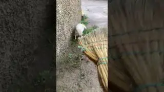 Доставуча собака