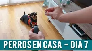 Ejercicios Autocontrol Perros | Día 7