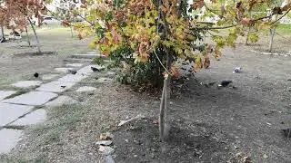 голуби и воробьи ужинают