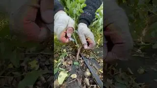 Как Размножают Розы/Окулировка Роз #розыартема #штамбовыерозы #розы