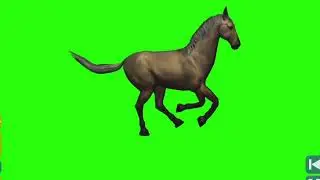 horse running -3 green screen video
