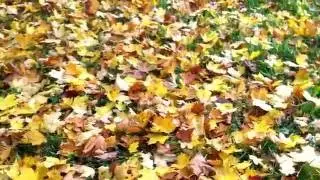 #autumn Осень