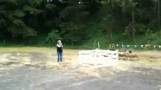 Sheep dogs at the Portland Highland Games