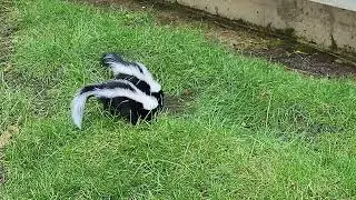 Four baby skunks greet me at the parking lot