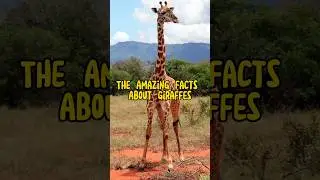 The Amazing Facts About Giraffes #shorts