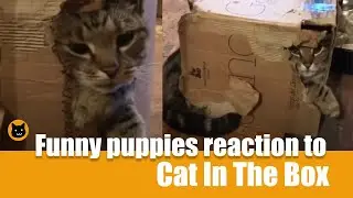 Funny puppies reaction to Cat In The Box | meeowTV