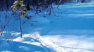 Работа лаек