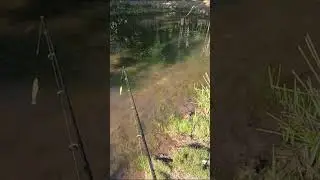 Tinha traira demais