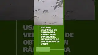 Tips para fotografiar aves
