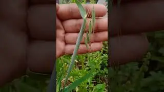 what is this please comment me
