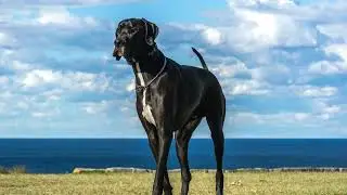 1 HOUR Female Great Dane Growling Sounds!