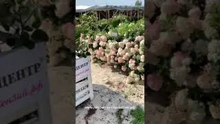 Сравнение цветов гортензий на солнце Ванилла Фрейз и Самарская Лидия