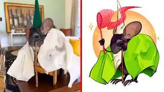 Crawly The Green Wizard Gnome with Hilarious Animal Memes 😂