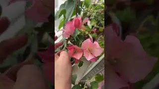 Укоренение зимой, бугенвиллея https://vk.com/tatianacvetovod