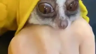 ленивец
