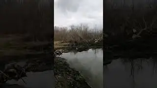 весна!птички поют!