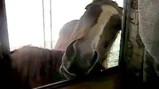 Copy of Horse customers at the 
