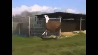 La Llama Rapera...