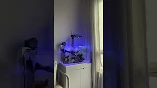 Update Reeftank #reef #coralreef