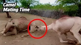 Camel Mating Behavior | Educational Wildlife Footage 🐪🤠