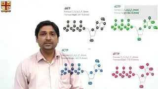 Polymerase Chain Reaction by Dr. Laxmikant Pandey, Asst. Prof., St. Aloysius' College, Jabalpur
