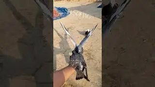 Pigeon Lover