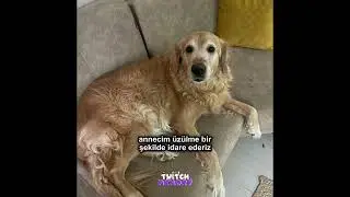 Köpeği Sat - Pqueen #shorts