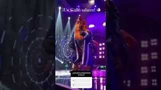Gallo canta 