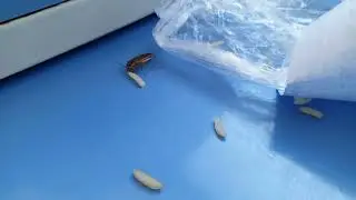 Cockroach Stealing a Grain of Rice
