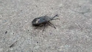 A different kind of bug