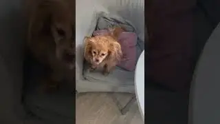 А я Кайфую Мне по Барабану 🤣Той Терьер ВЕНЯ 
