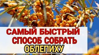 КАК БЫСТРО СОБРАТЬ ОБЛЕПИХУ. ПРИСПОСОБЛЕНИЕ ДЛЯ СБОРА ЯГОД ОБЛЕПИХИ R
