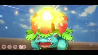 Playing pet impact