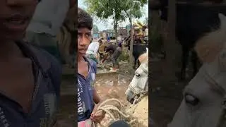 ২২ হাজার টাকায় সাতমাইলে ঘোড়া #অসাধারন_ঘোড়া #ঘোড়া