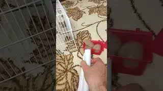 хомякам 23 дня