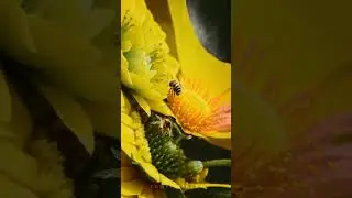 Exploring the Harmony of Technology and Nature: A Close-Up Look at Artificial Flowers and Real Bees