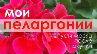 Мои 