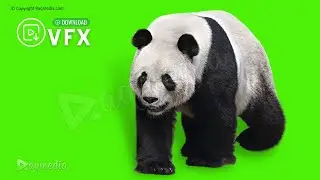 Cute Panda Green Screen Realistic Animals Free Chroma Key Video Editing Graphics Raqmedia
