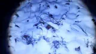 Ночь У Дуба В Палатке.  Часть 2.