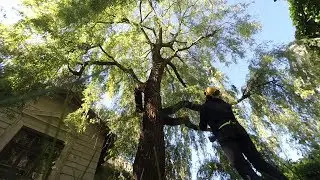Pruning / Beautiful Willow Tree
