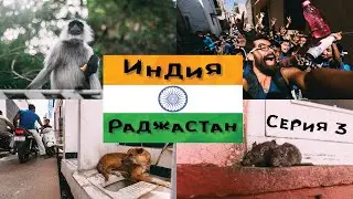 Индия. Раджастан. Джохпур. Джайпур. Биканер. Храм крыс. Серия 3
