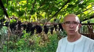Technical grape varieties, Alexey Boyko's vineyard 2019