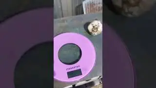 Состояние и сравнение чеснока на 21 июня. #shorts